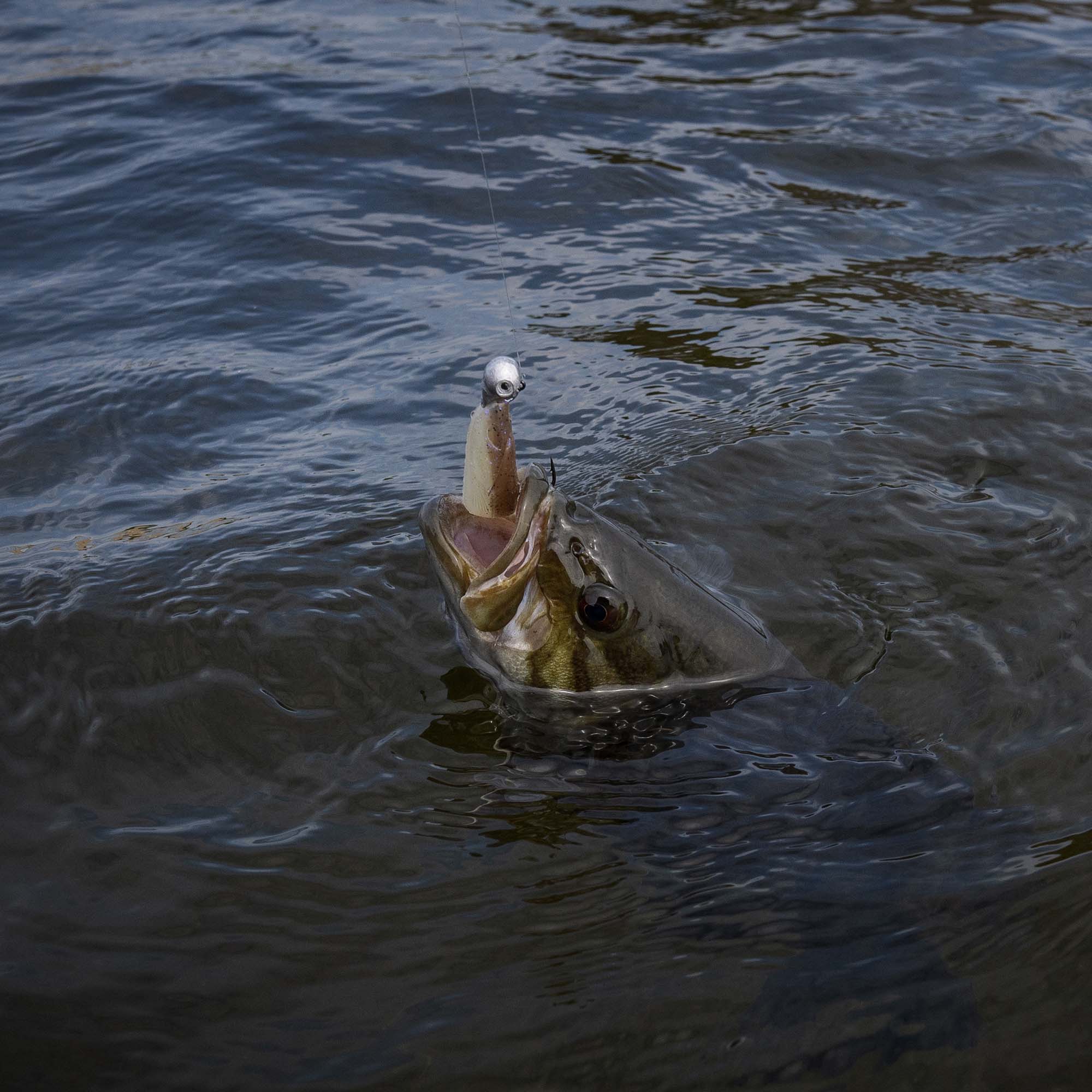 Sway Minnow